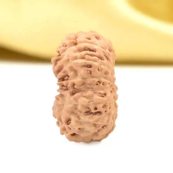 16_Mukhi_From_Java_Indonesia_Small_Cliv
