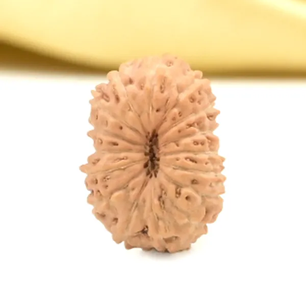 16_Mukhi_From_Java_Indonesia_Small_Cliv