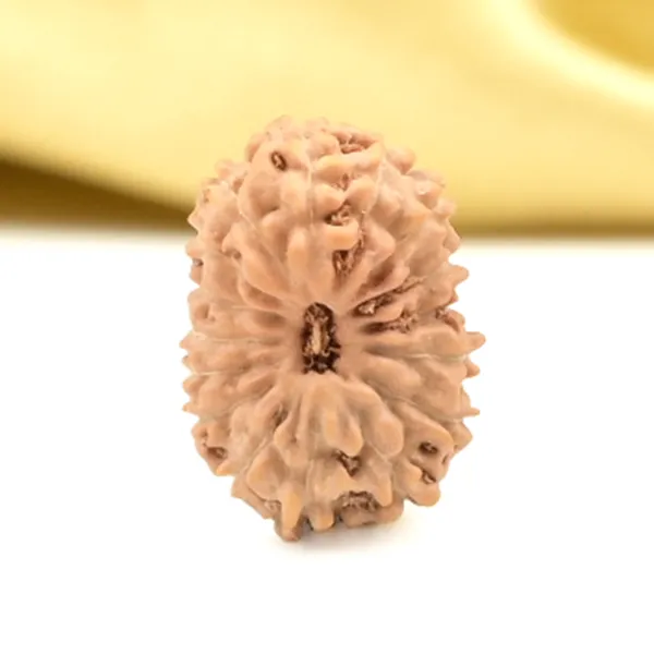 16_Mukhi_From_Java_Indonesia_Small_Cliv