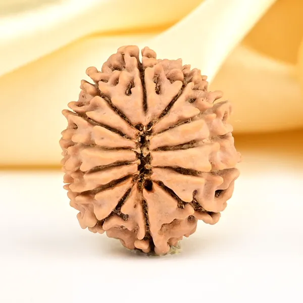 13_Mukhi_From_Nepal_Small_Ccclxxxiii