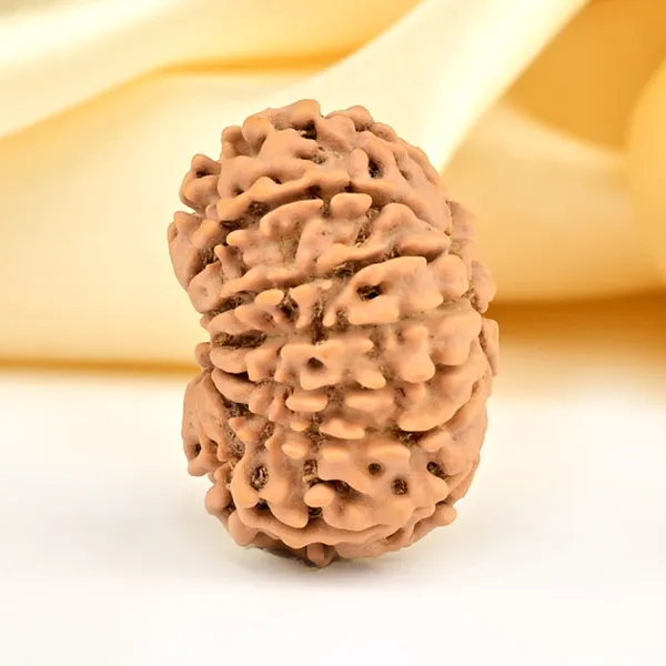 13_Mukhi_From_Nepal_Small_Ccclxxxiii