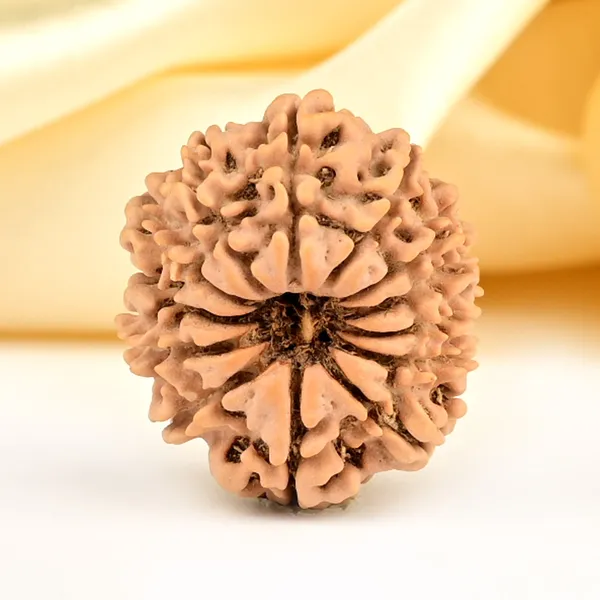 13_Mukhi_From_Nepal_Small_Ccclxxxiii