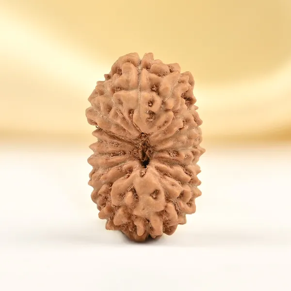 17_Mukhi_Rudraksha_Bead_From_Java_Indonesia