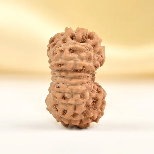 17_Mukhi_Rudraksha_Bead_From_Java_Indonesia