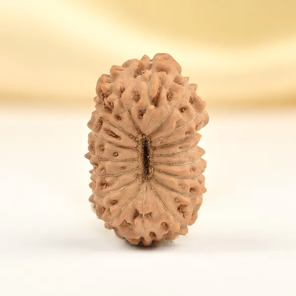 17_Mukhi_Rudraksha_Bead_From_Java_Indonesia
