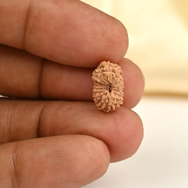 17_Mukhi_Rudraksha_Bead_From_Java_Indonesia