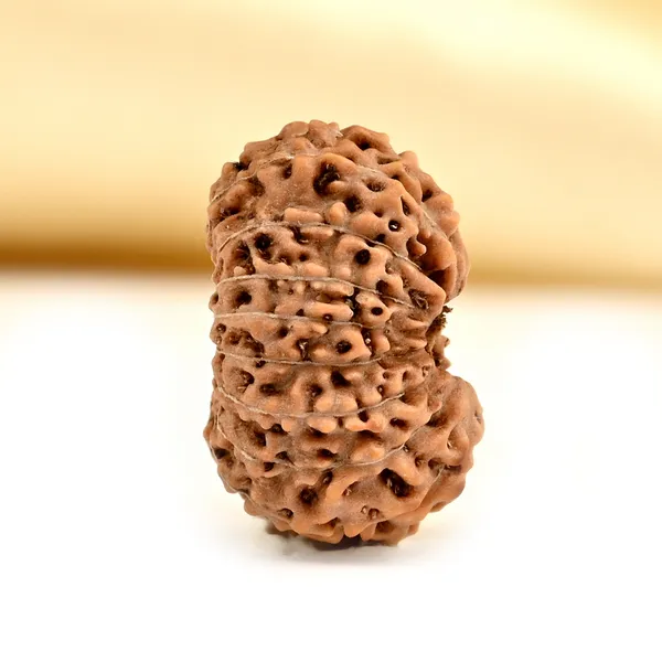 Techpandit_17_Mukhi_Rudraksha_Bead_Indonesia