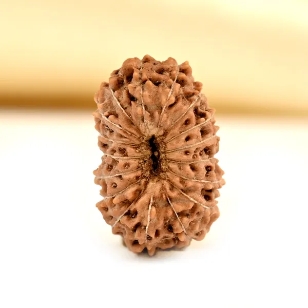 Techpandit_17_Mukhi_Rudraksha_Bead_Indonesia