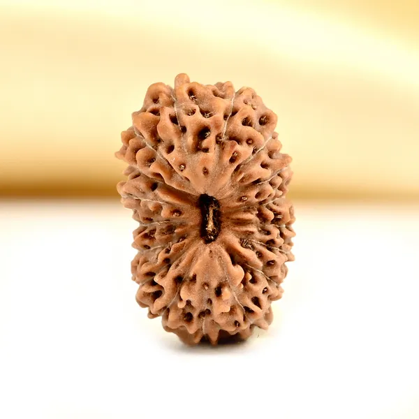 Techpandit_17_Mukhi_Rudraksha_Bead_Indonesia