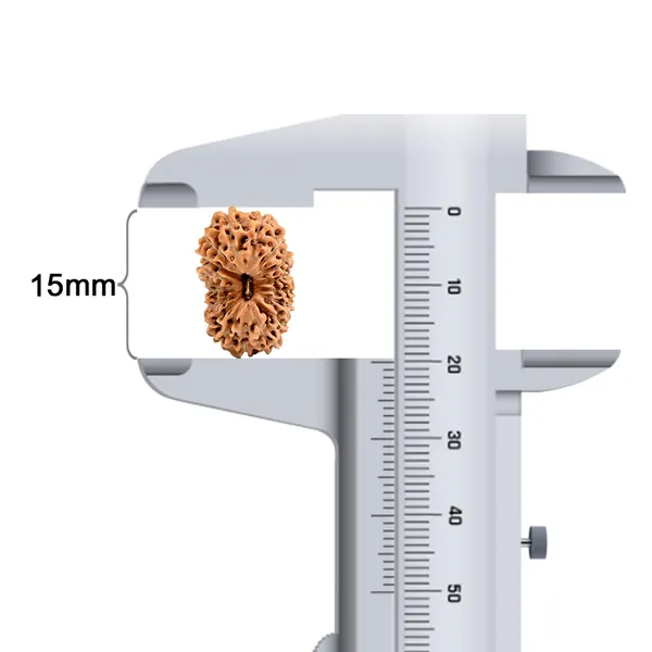 Techpandit_17_Mukhi_Rudraksha_Bead_Indonesia