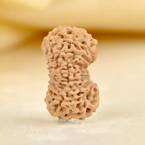Techpandit_19_Mukhi_Rudraksha_Bead_Indonesia
