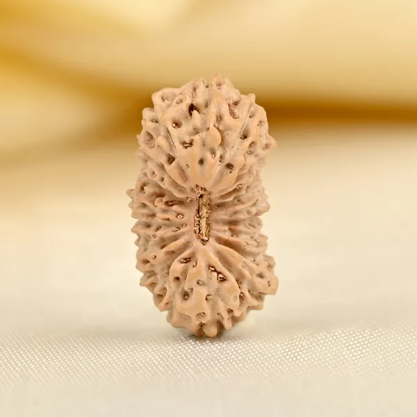 Techpandit_19_Mukhi_Rudraksha_Bead_Indonesia