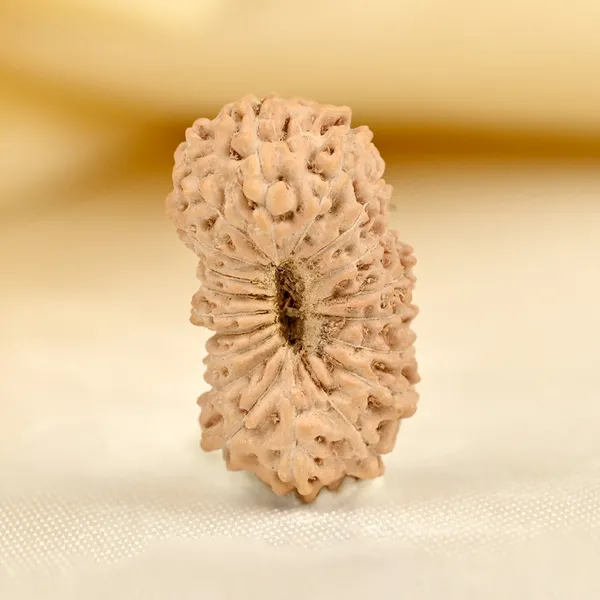 Techpandit_19_Mukhi_Rudraksha_Bead_Indonesia
