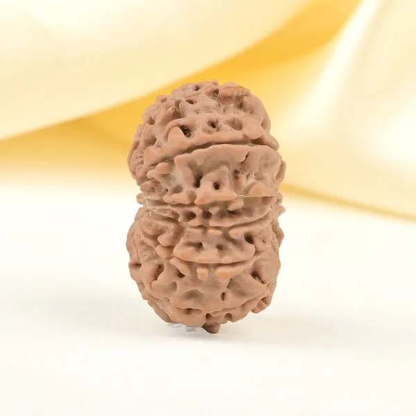 11_Mukhi_From_Nepal_Small_Cccxliii