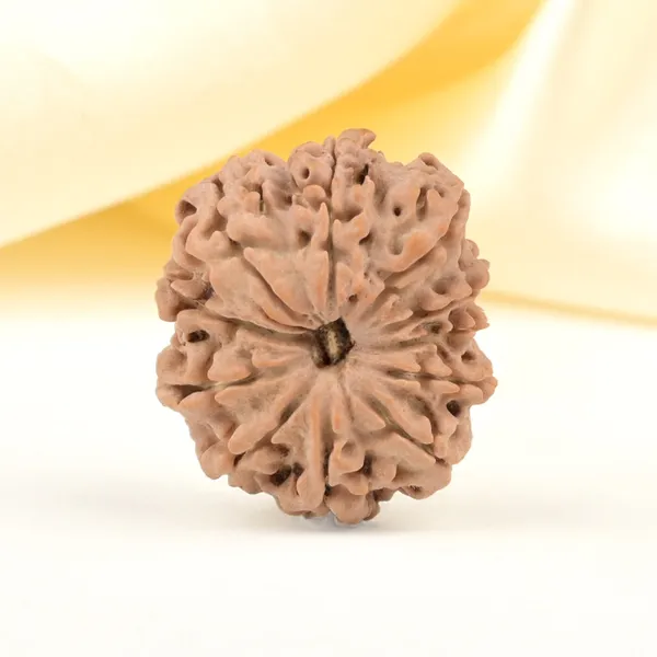 11_Mukhi_From_Nepal_Small_Cccxliii