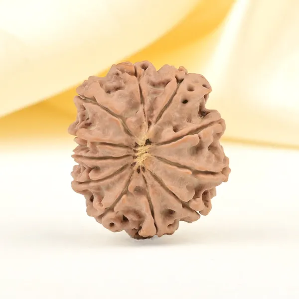 11_Mukhi_From_Nepal_Small_Cccxliii