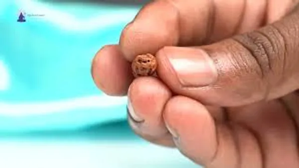 1_Mukhi_Rudraksha_Bead_From_Java_Indonesia