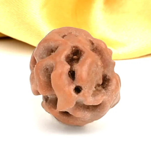 1_Mukhi_Rudraksha_Bead_From_Java_Indonesia