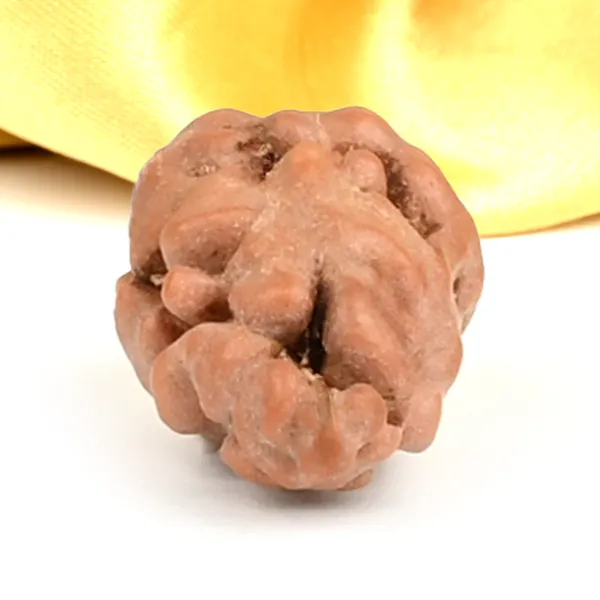 1_Mukhi_Rudraksha_Bead_From_Java_Indonesia