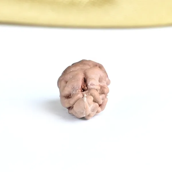 1_Mukhi_Rudraksha_Bead_Indonesia