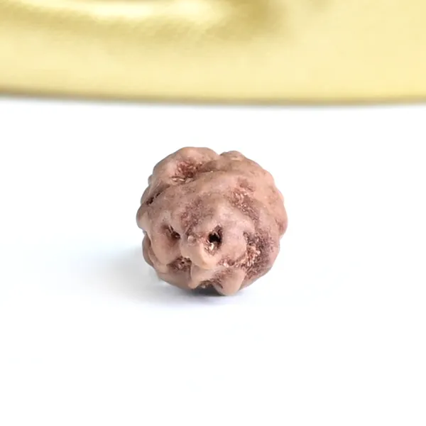 1_Mukhi_Rudraksha_Bead_Indonesia