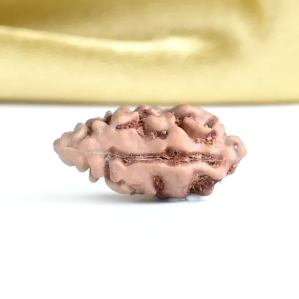 1_Mukhi_Rudraksha_Bead_Indonesia