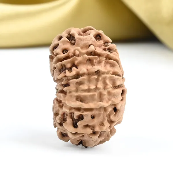 Techpandit_13_Mukhi_Nepal_Brown_Rudraksha_Bead