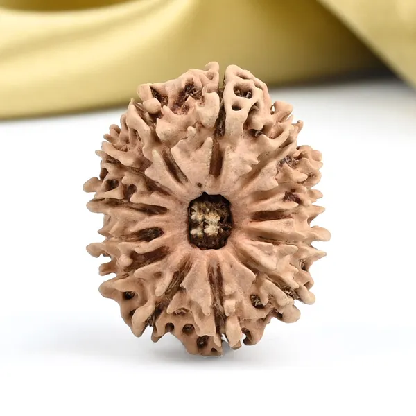 Techpandit_13_Mukhi_Nepal_Brown_Rudraksha_Bead