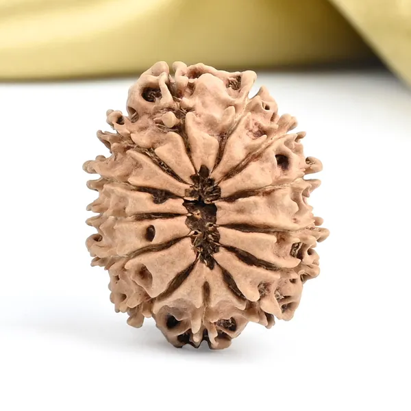 Techpandit_13_Mukhi_Nepal_Brown_Rudraksha_Bead