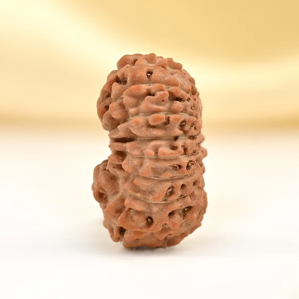 17_Mukhi_From_Java_Indonesia_Small_Cclxxiv