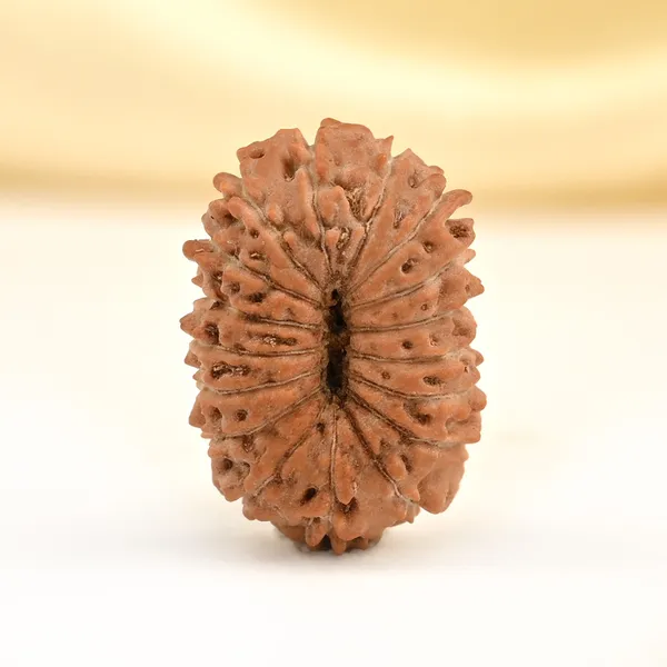17_Mukhi_From_Java_Indonesia_Small_Cclxxiv