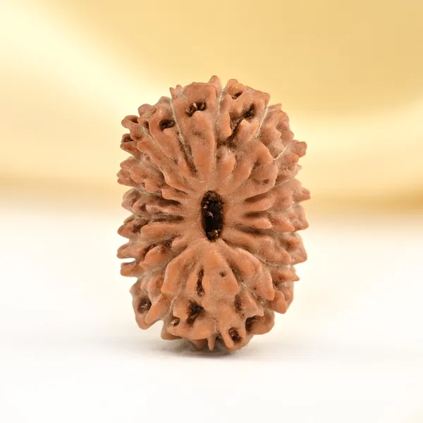 17_Mukhi_From_Java_Indonesia_Small_Cclxxiv