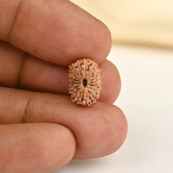 17_Mukhi_From_Java_Indonesia_Small_Cclxxiv