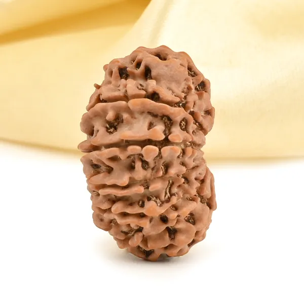 Techpandit_13_Mukhi_Nepal_Rudraksha_Bead_Brown