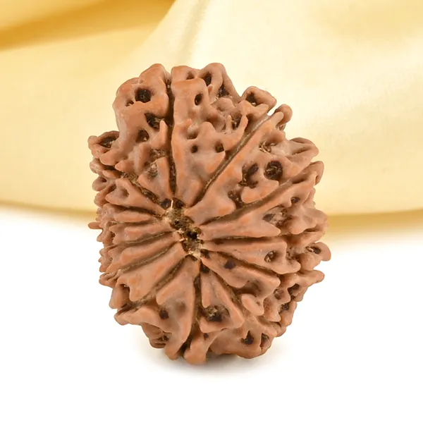 Techpandit_13_Mukhi_Nepal_Rudraksha_Bead_Brown