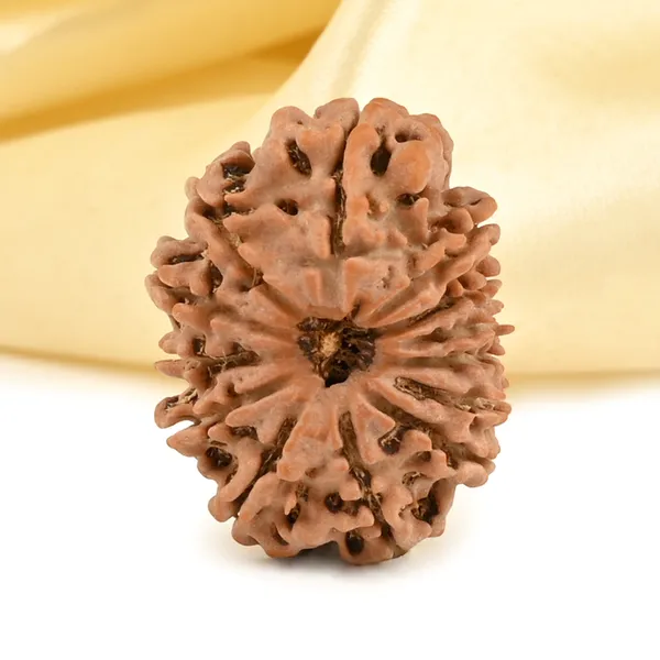 Techpandit_13_Mukhi_Nepal_Rudraksha_Bead_Brown