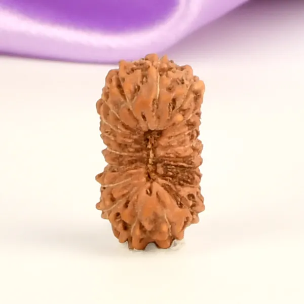 19_Mukhi_From_Java_Indonesia_Small_Cxlvi