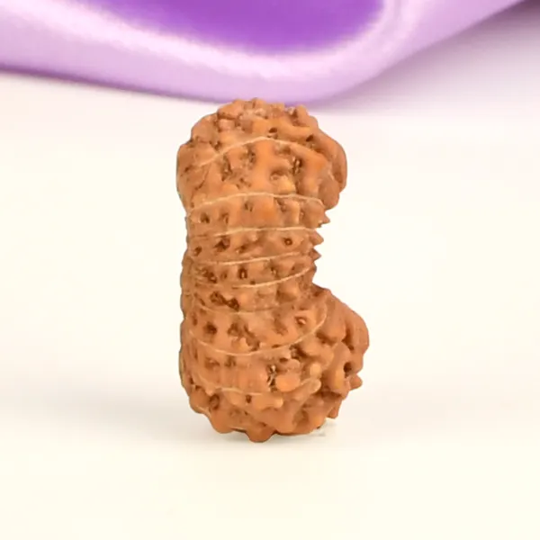 19_Mukhi_From_Java_Indonesia_Small_Cxlvi