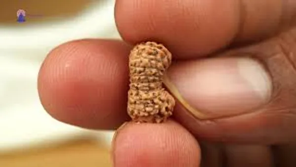 19_Mukhi_From_Java_Indonesia_Small_Cxlvi