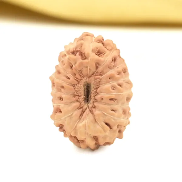 Techpandit_16_Mukhi_Rudraksha_Bead_Indonesia_Small