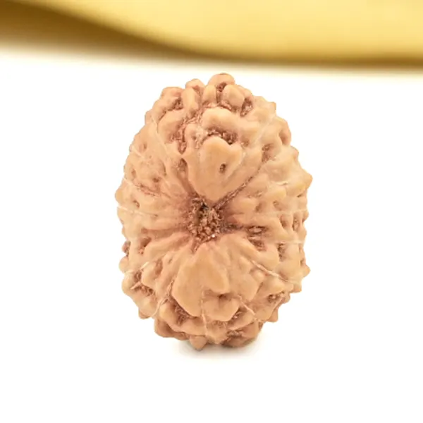 Techpandit_16_Mukhi_Rudraksha_Bead_Indonesia_Small