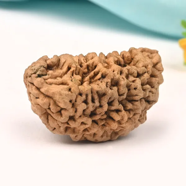 1_Mukhi_Half_Moon_Super_Collector_Xiii