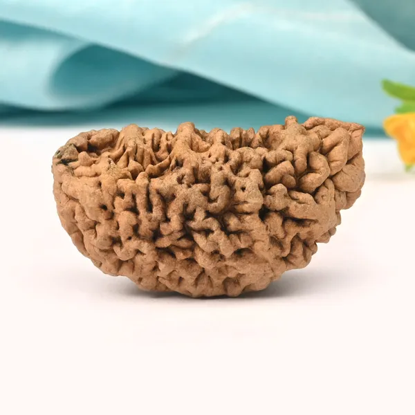 1_Mukhi_Half_Moon_Super_Collector_Xiii