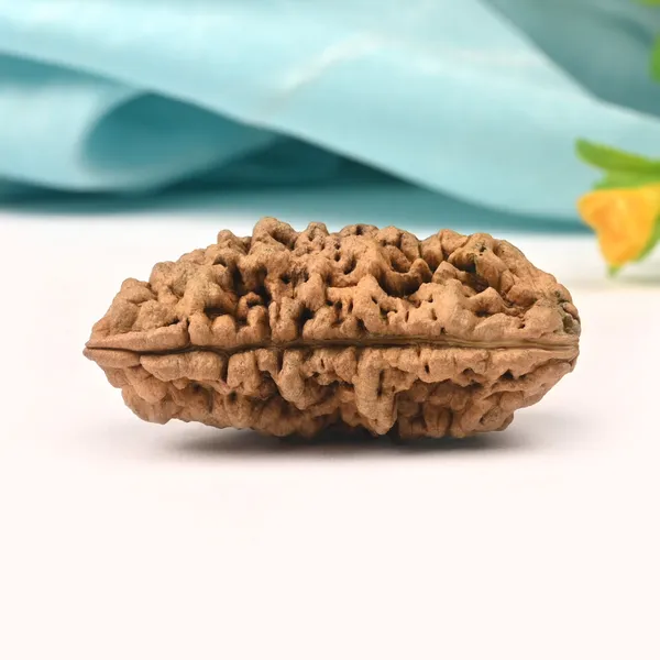 1_Mukhi_Half_Moon_Super_Collector_Xiii