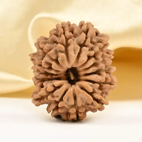 14_Mukhi_Rudraksha_Bead_Nepal_Tiny