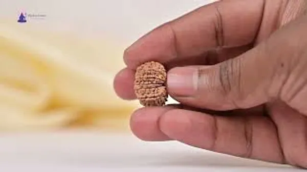 14_Mukhi_Rudraksha_Bead_Nepal_Tiny