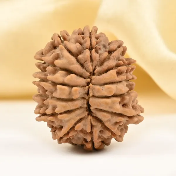 14_Mukhi_Rudraksha_Bead_Nepal_Tiny