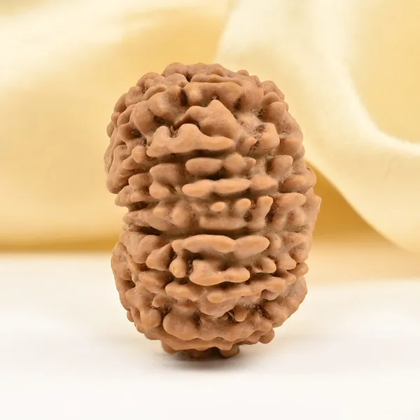 14_Mukhi_Rudraksha_Bead_Nepal_Tiny