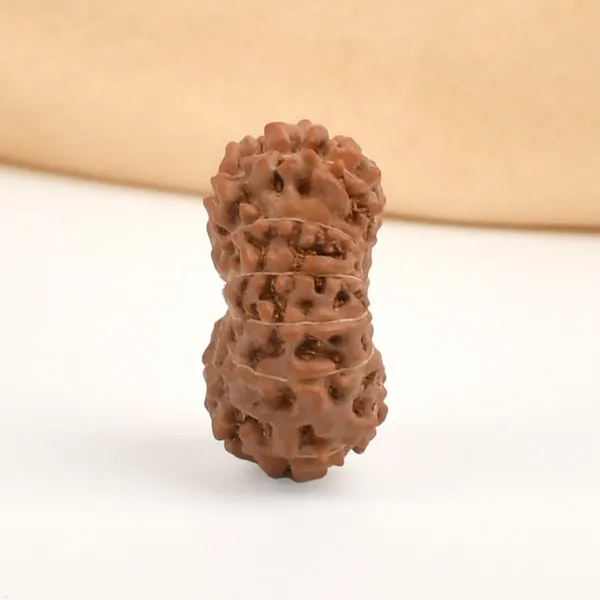 13_Mukhi_From_Java_Indonesia_Ccxx