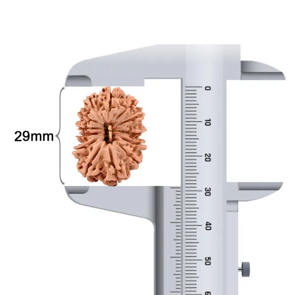 Techpandit_13_Mukhi_Nepal_Rudraksha_Bead